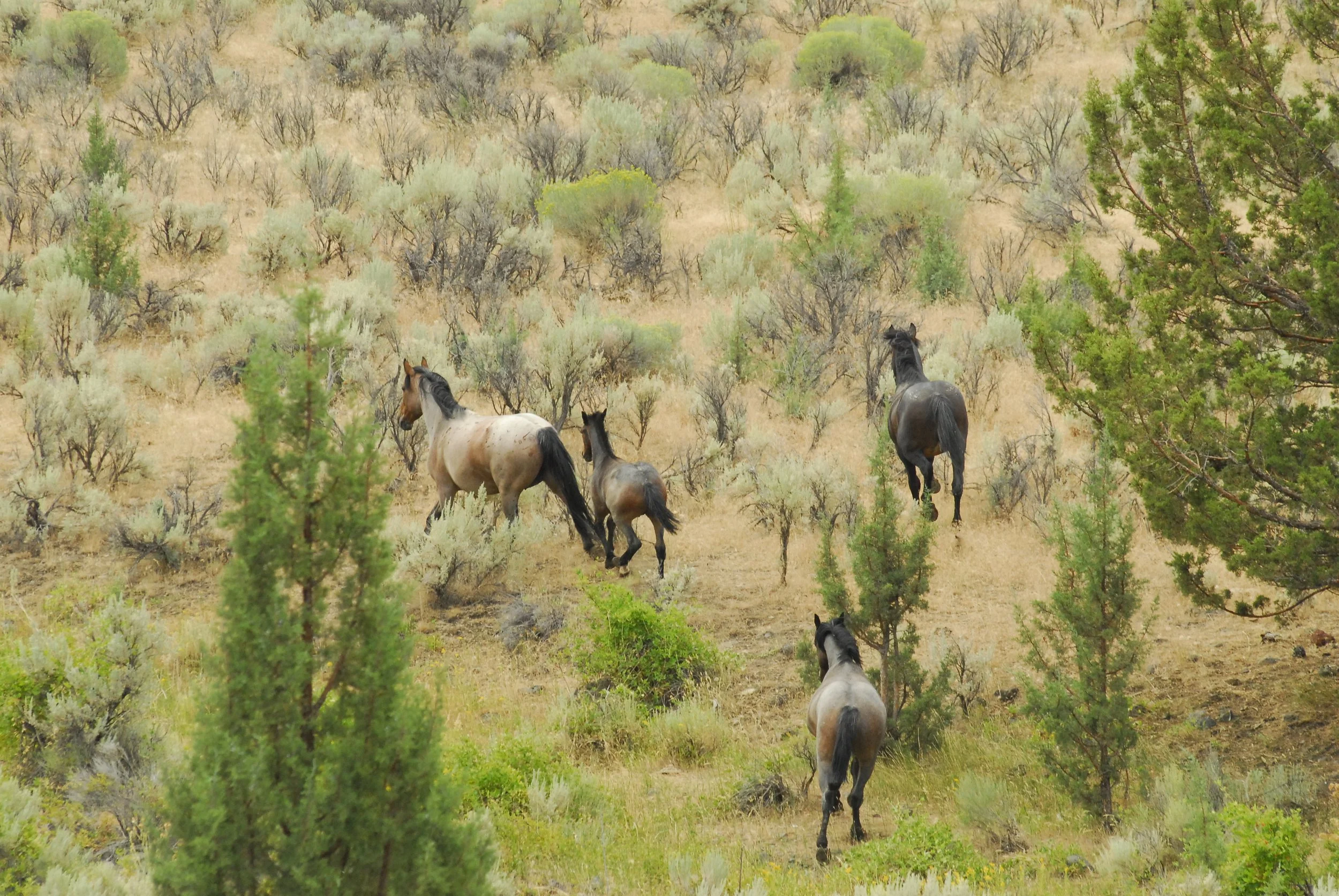 Forest Service Proposes "New" Management for an Oregon Herd that Copycats BLM Mismanagement 