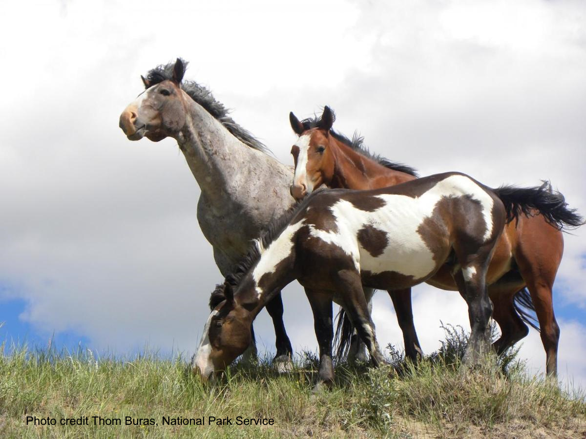Urge Park Service to Preserve Horses in Teddy Roosevelt National Park