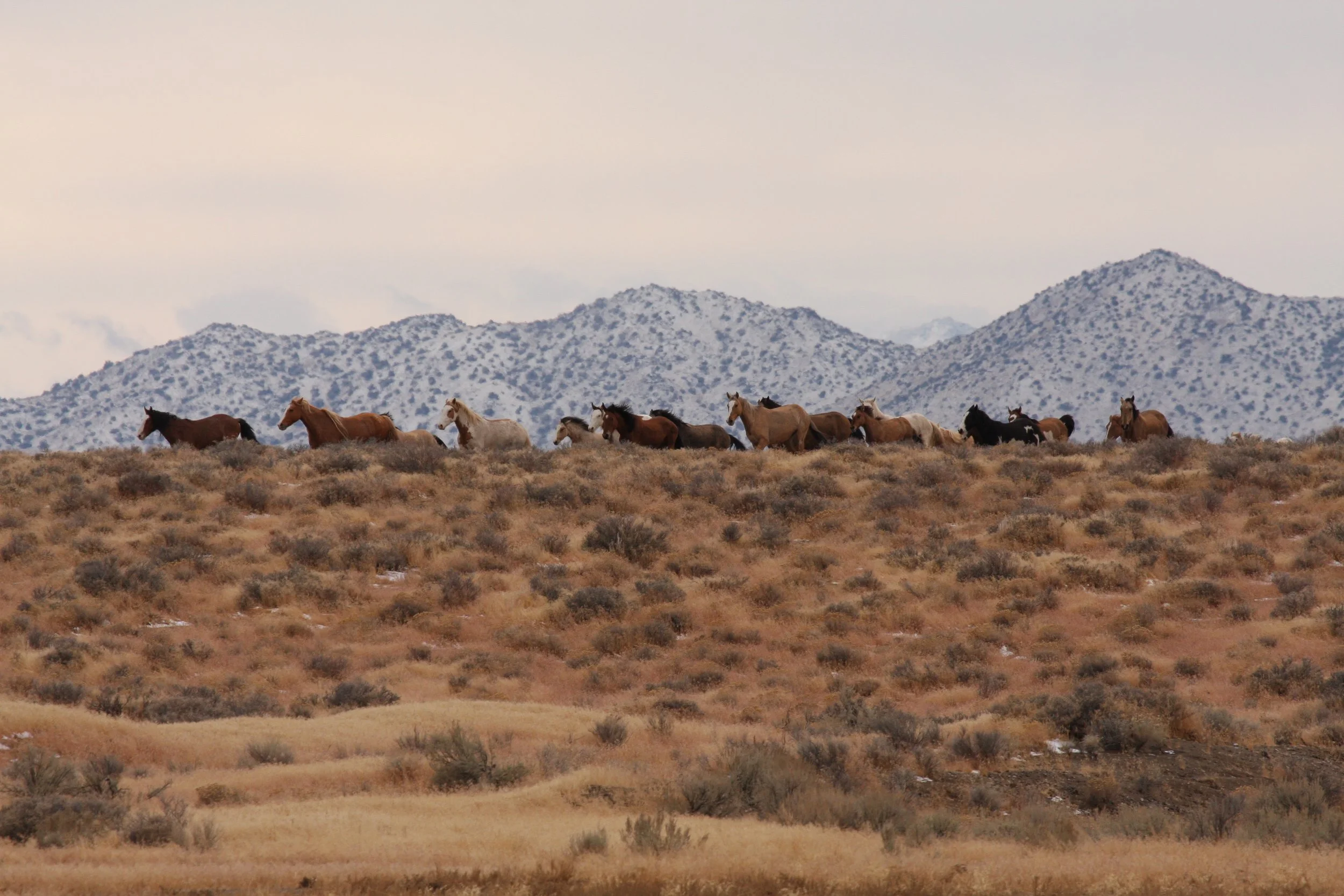 2024's Largest Roundup Took Place in NV