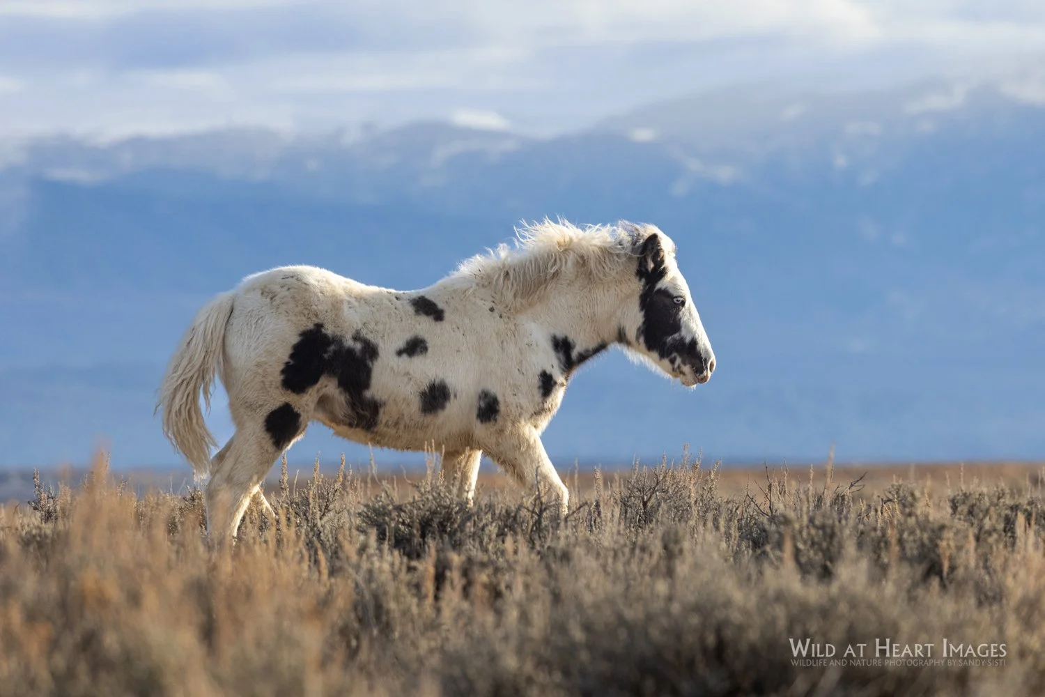 MARCH CALL TO ACTION: WILD HORSES NEED OUR VOICES! 
