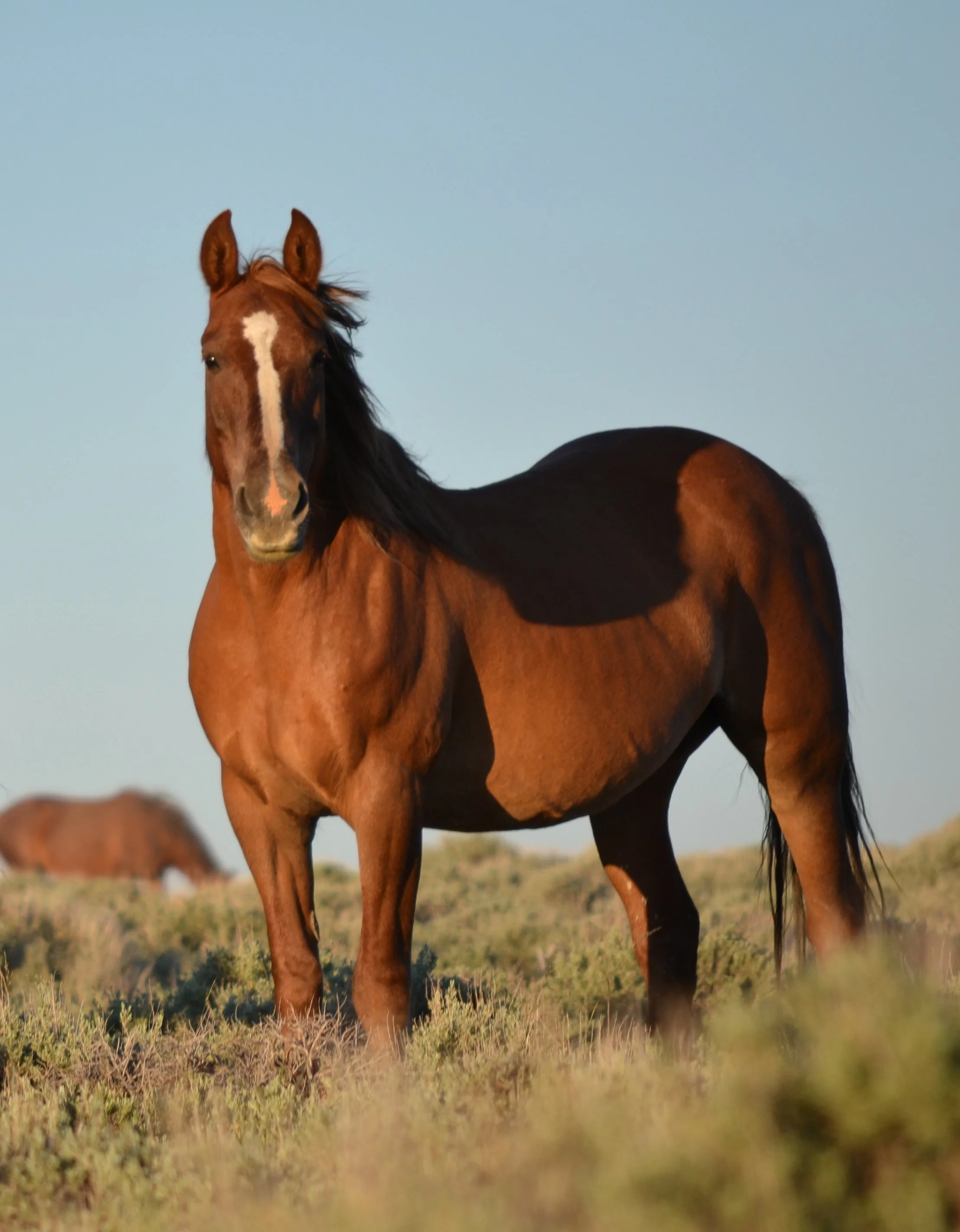 Wyoming's White Mountain Horses Are on the Roundup Calendar