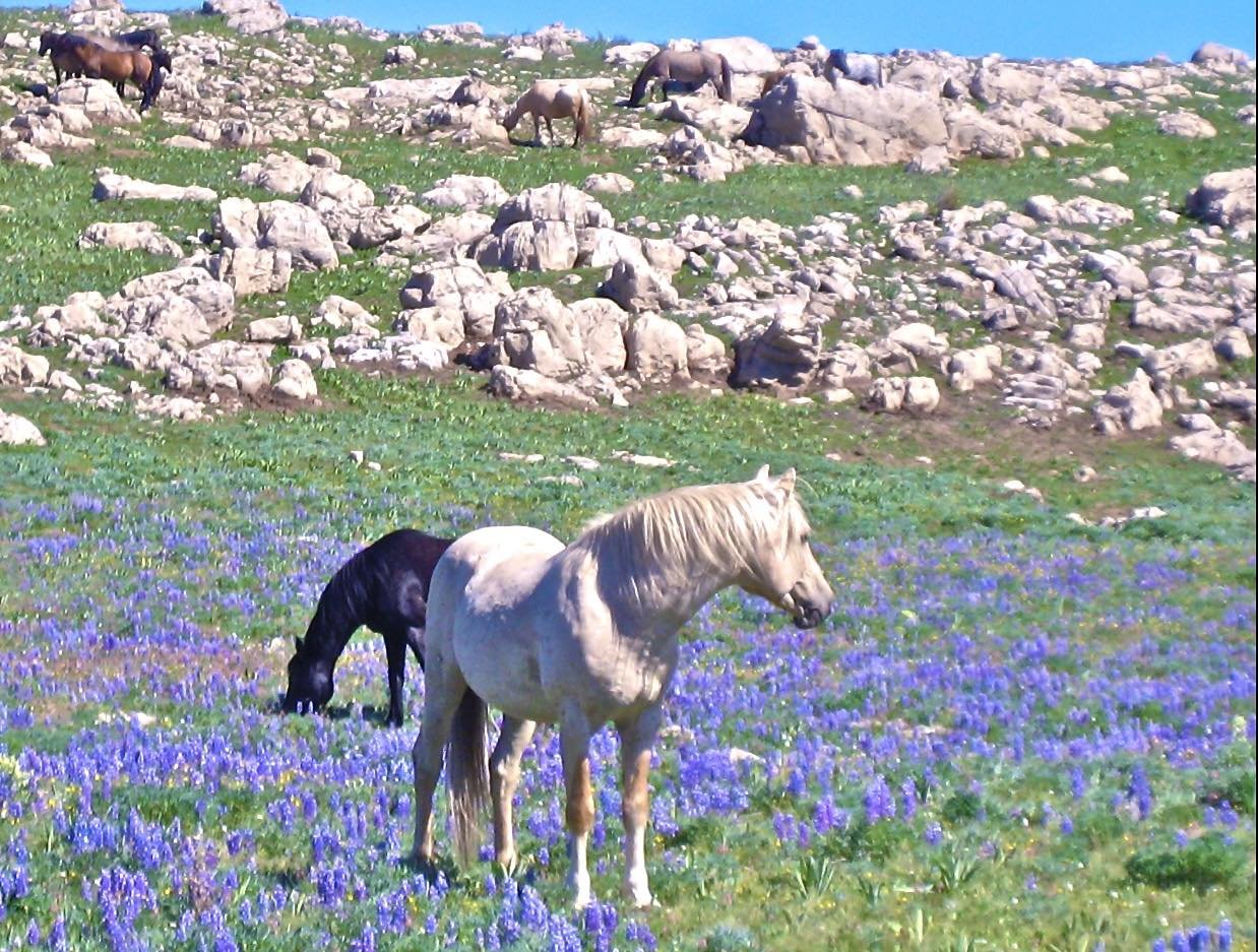 Cloud in Purple Field.jpg