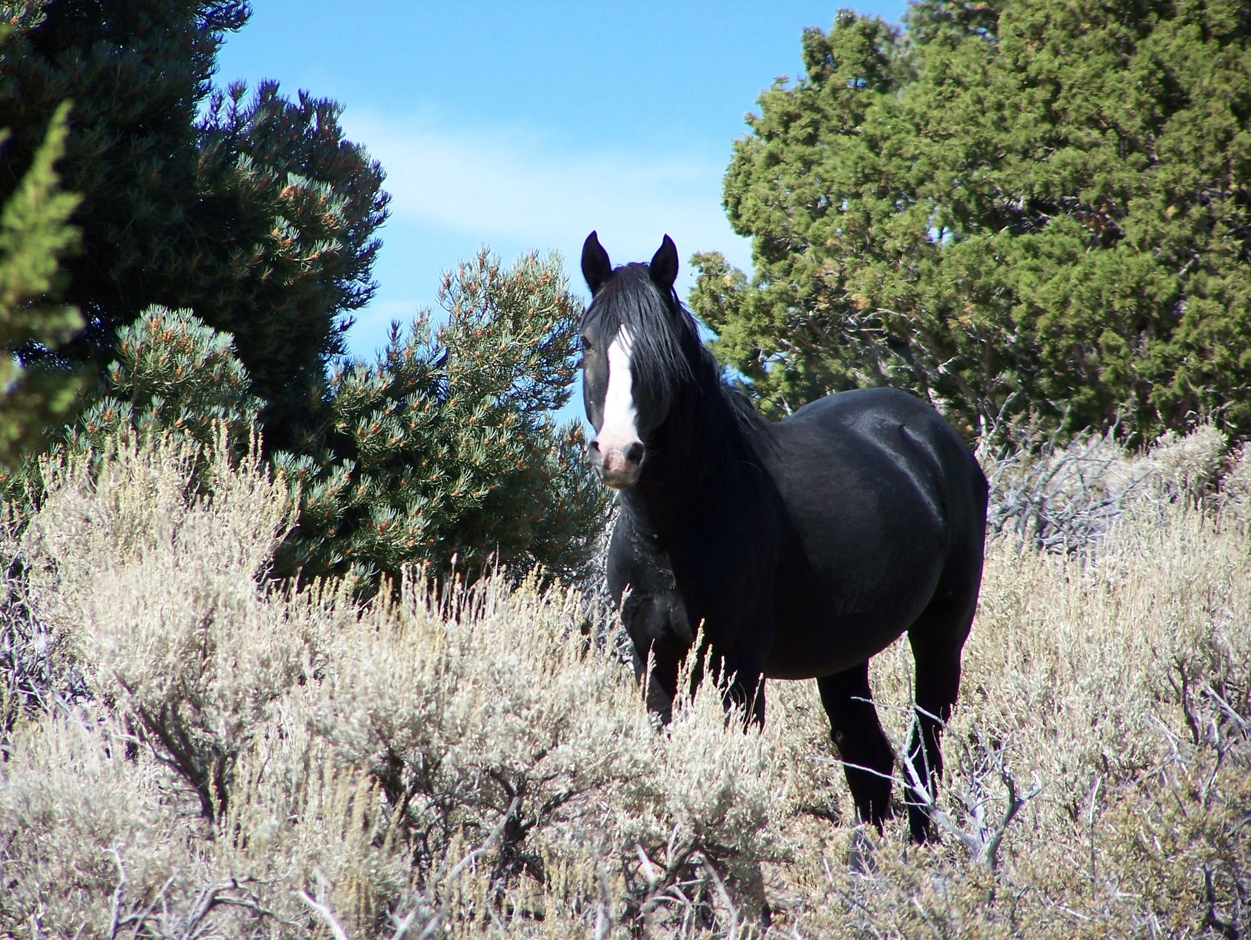 Blue Wing Wild Horses &amp; Burros Need a Fair Management Plan.  Weigh in Now for our NV Wild Equines!