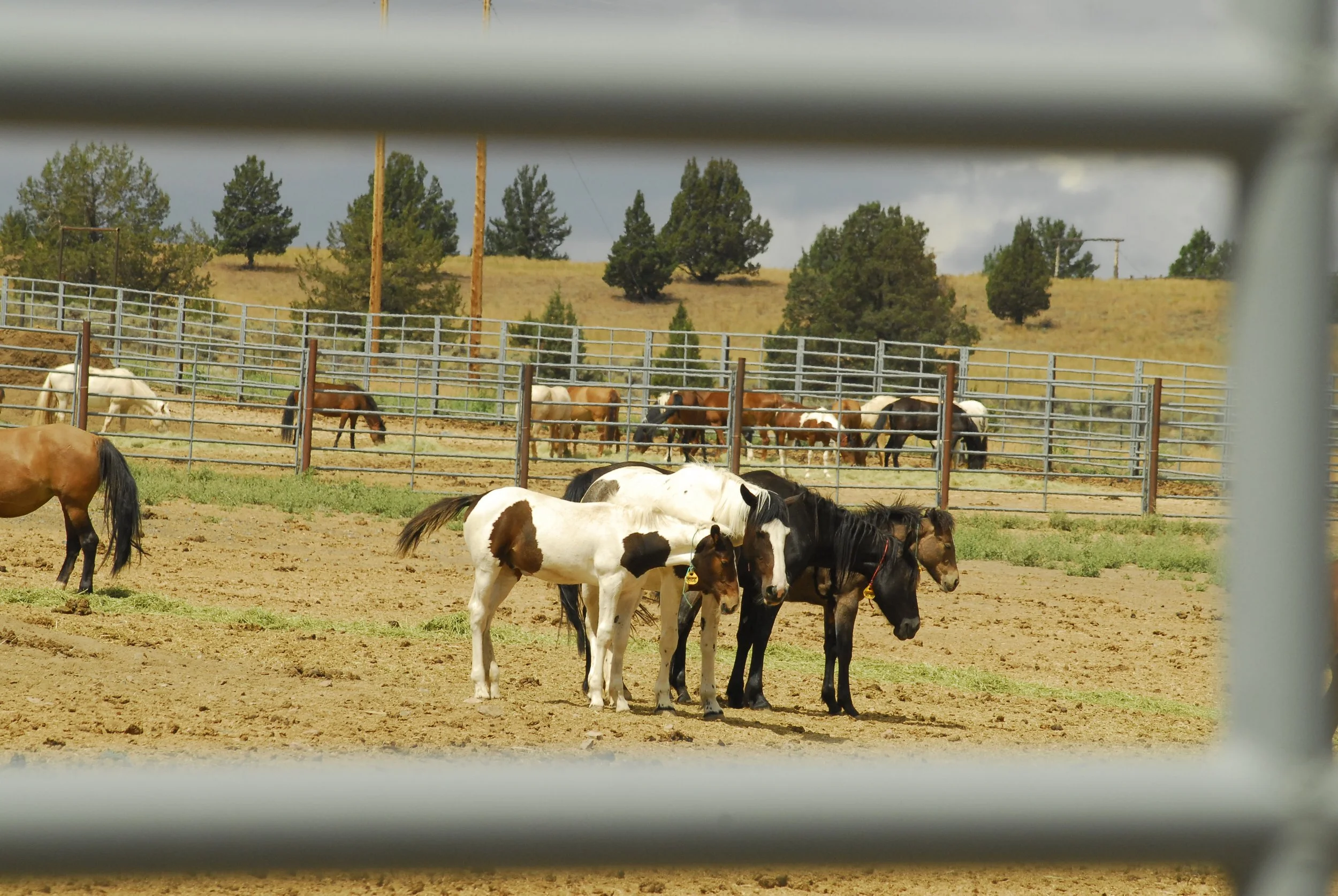 New WHB Bill Introduced in WA