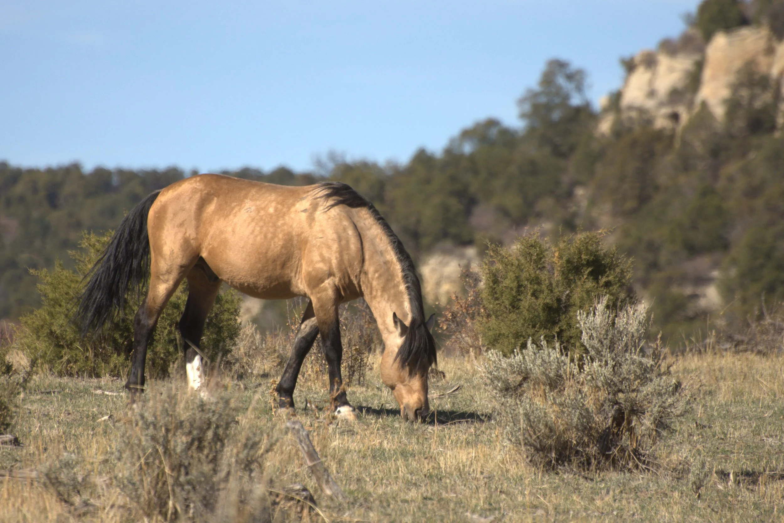 Join Us in Urging BLM to Humanely Manage Colorado's Little Book Cliffs Herd