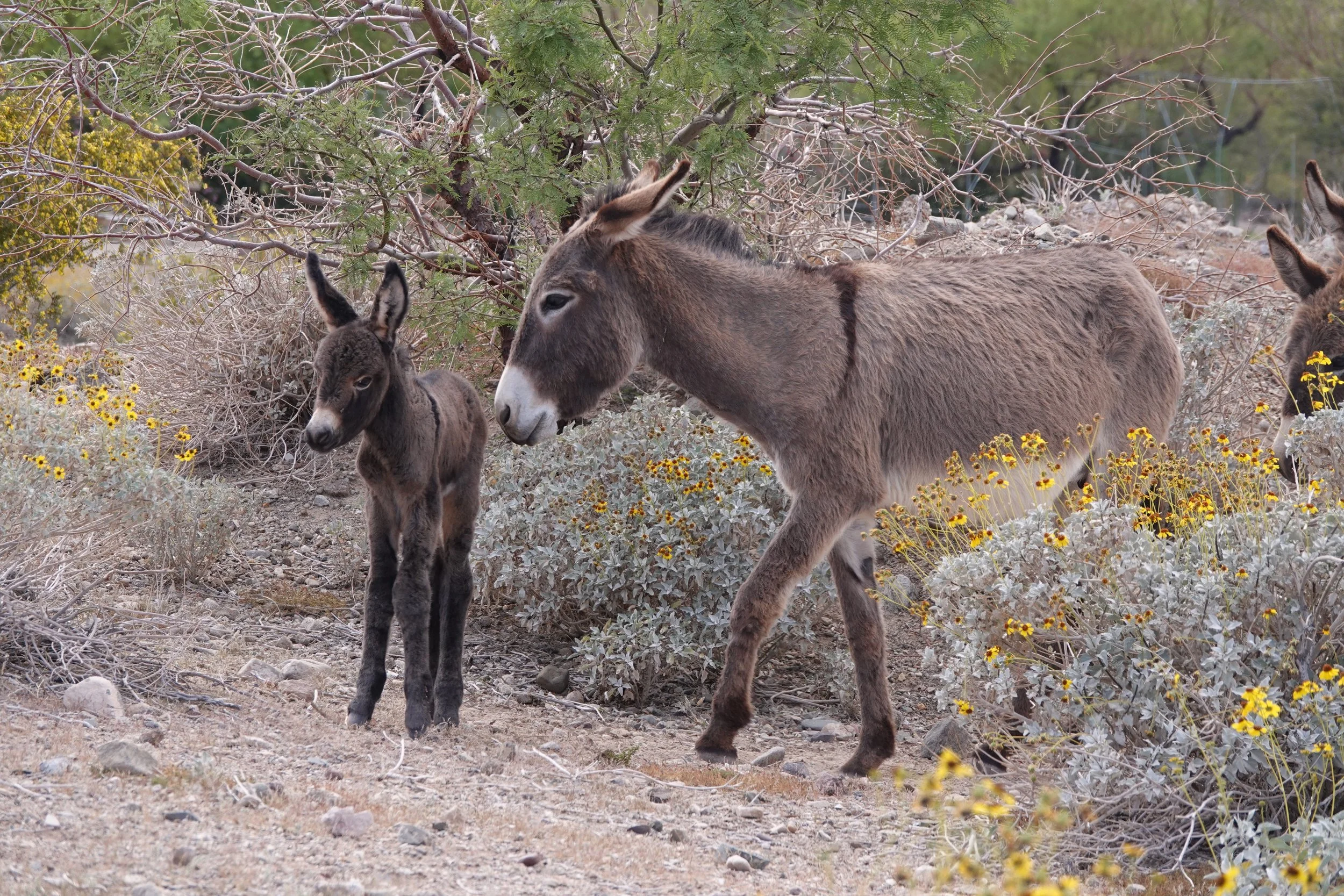 TASSI-GOLD BUTTE HMA ACTION ALERT: Say NO to Proposal for Zeroing-Out Burros