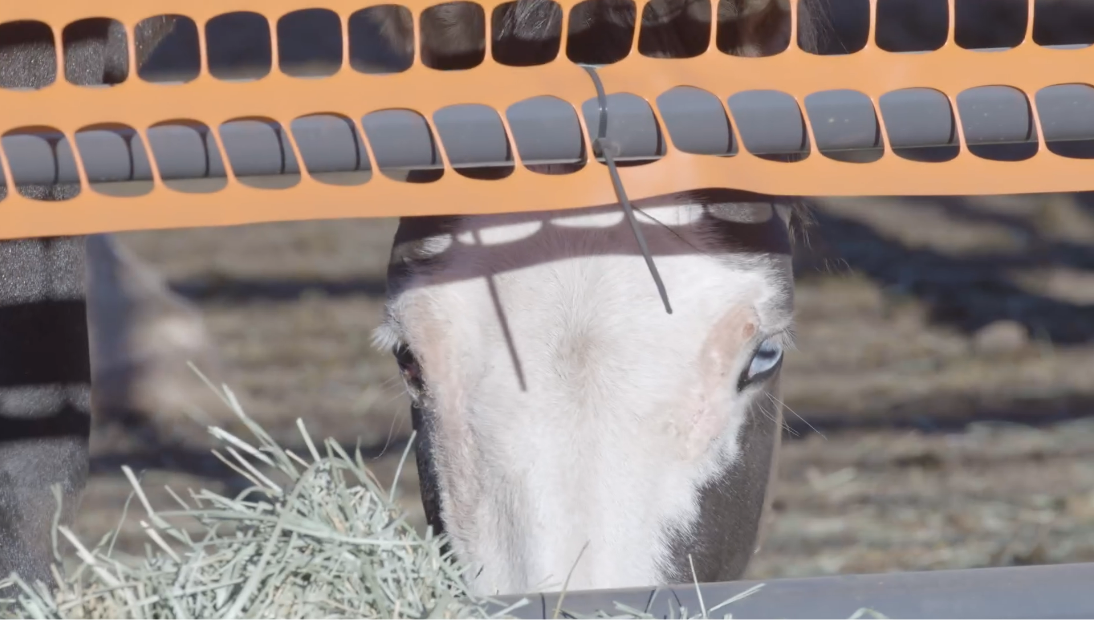 Helicopter RoundUp for 500 Devil's Garden Plateau Horses (CA)