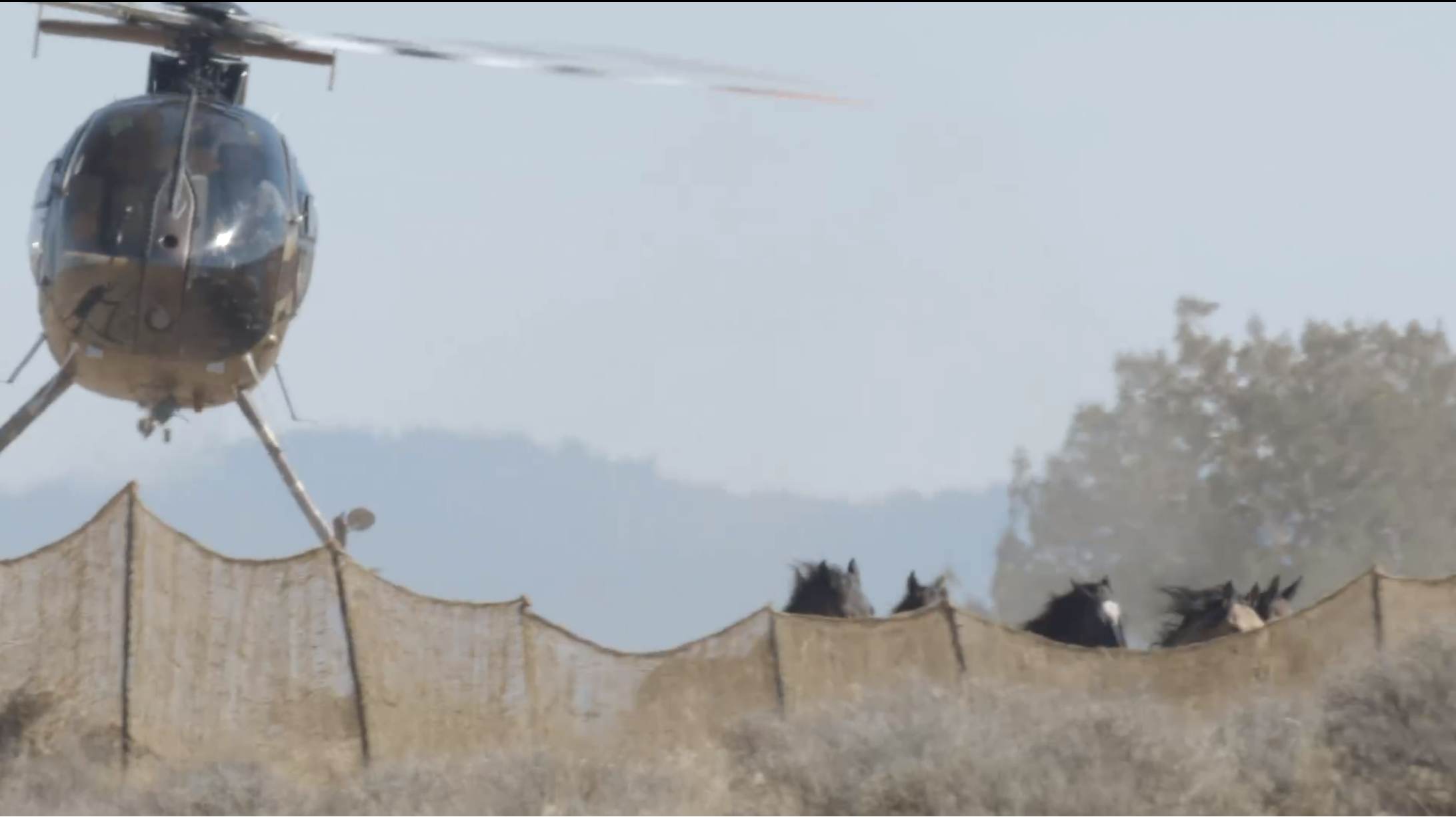 SPEAK UP FOR DEVIL'S GARDEN WILD HORSES: USFS Public Hearing on Helicopter Roundup