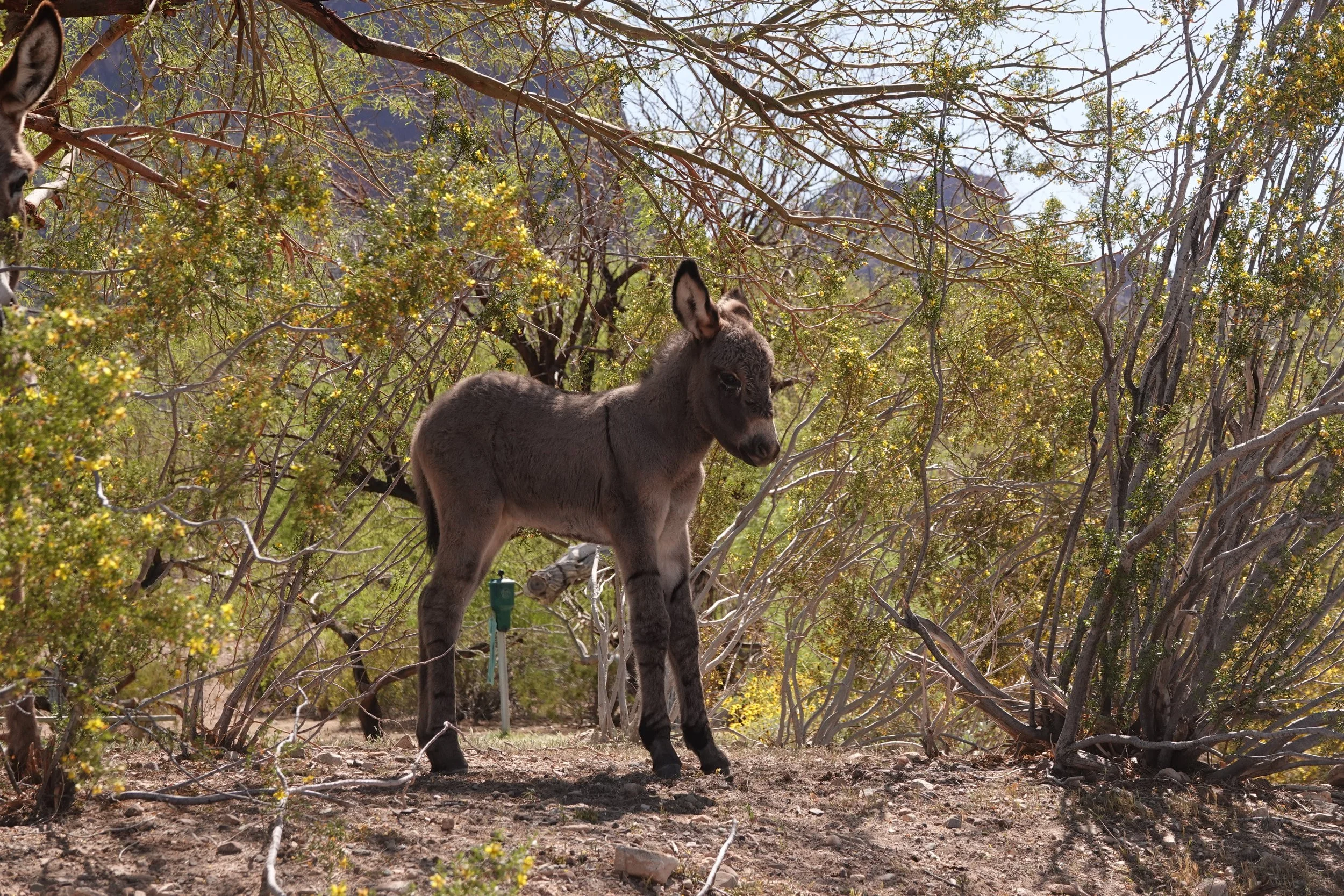 sPEAK uP FOR Bullfrog HMA BURROS