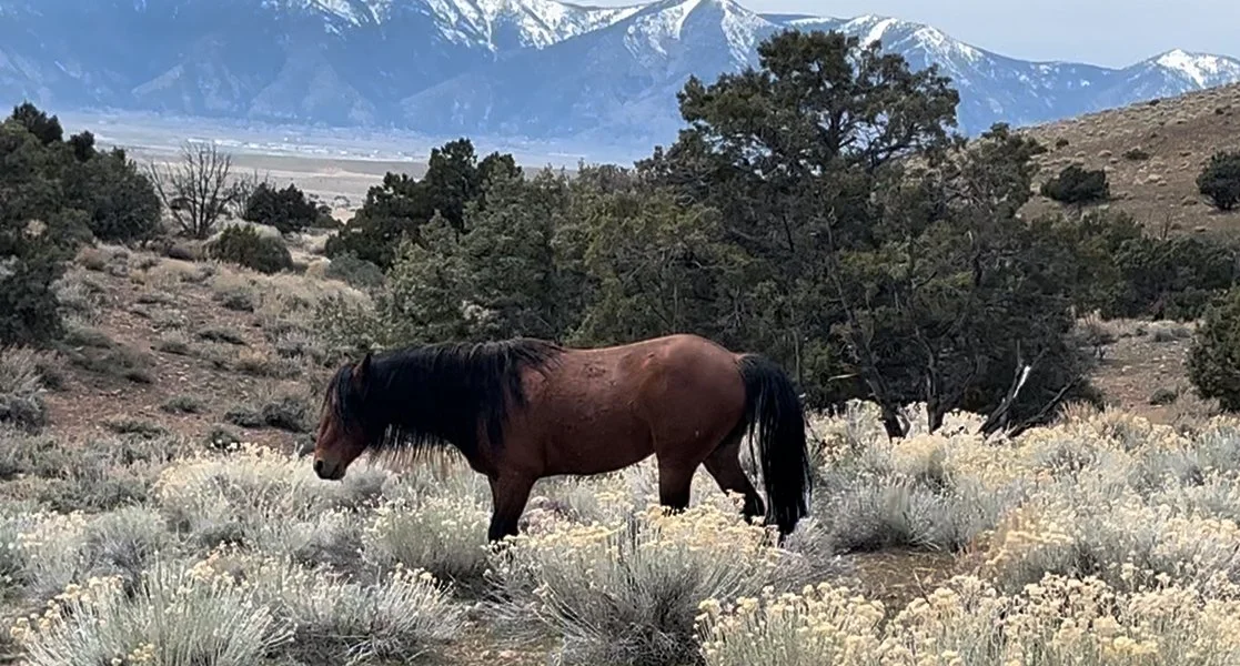 Stop BLM's Use of GonaCon Sterilization in Buffalo Hills Herd - UPDATED