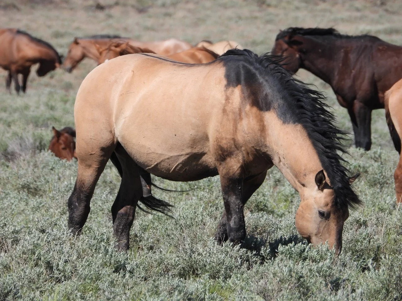 Tell BLM: Protect Small Wild Horse Herds in Northern California