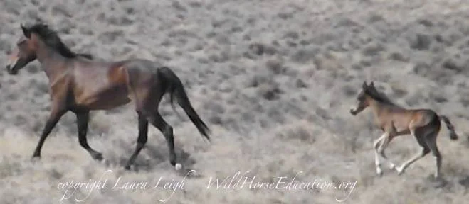 Stand Up for Nevada's Jackson Mountain Wild Horses!