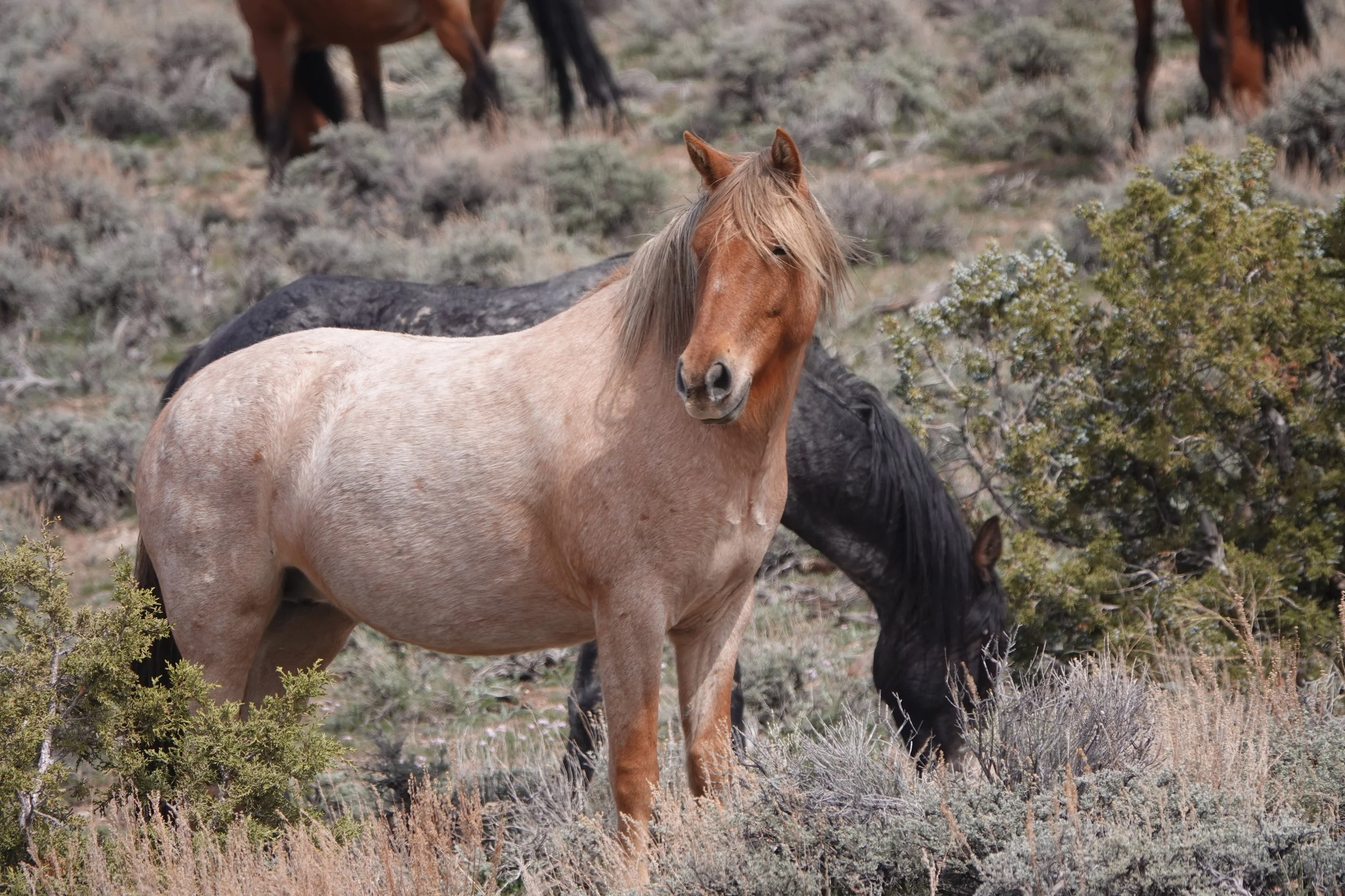 TAKE ACTION: Callaghan Complex Wild Horse &amp; Burro Herd Management Area Plan (HMAP)