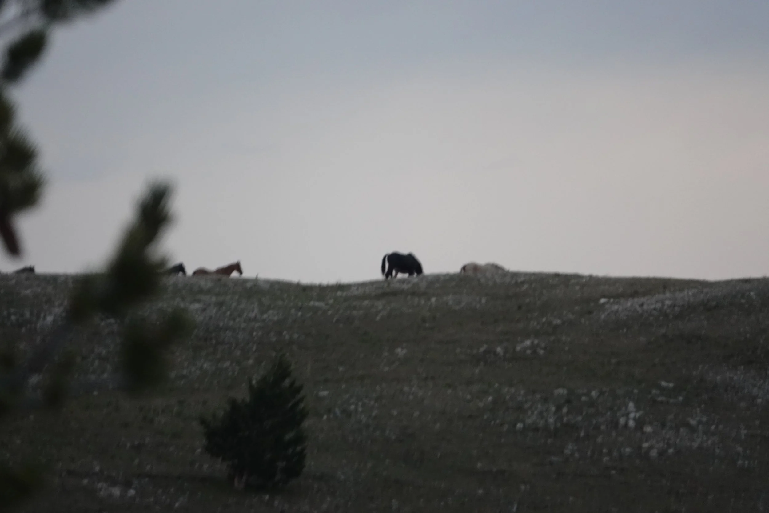DSC05930.JPG