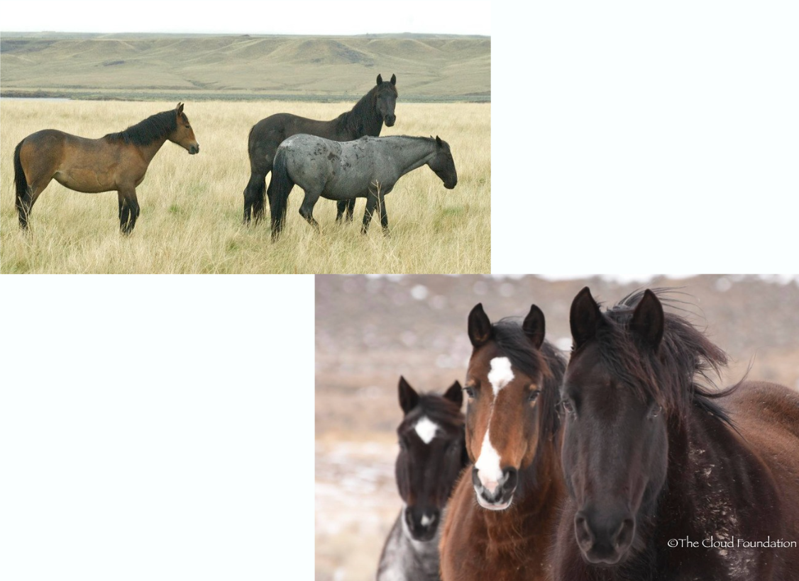 Mystery, Josie, Cavalita.png