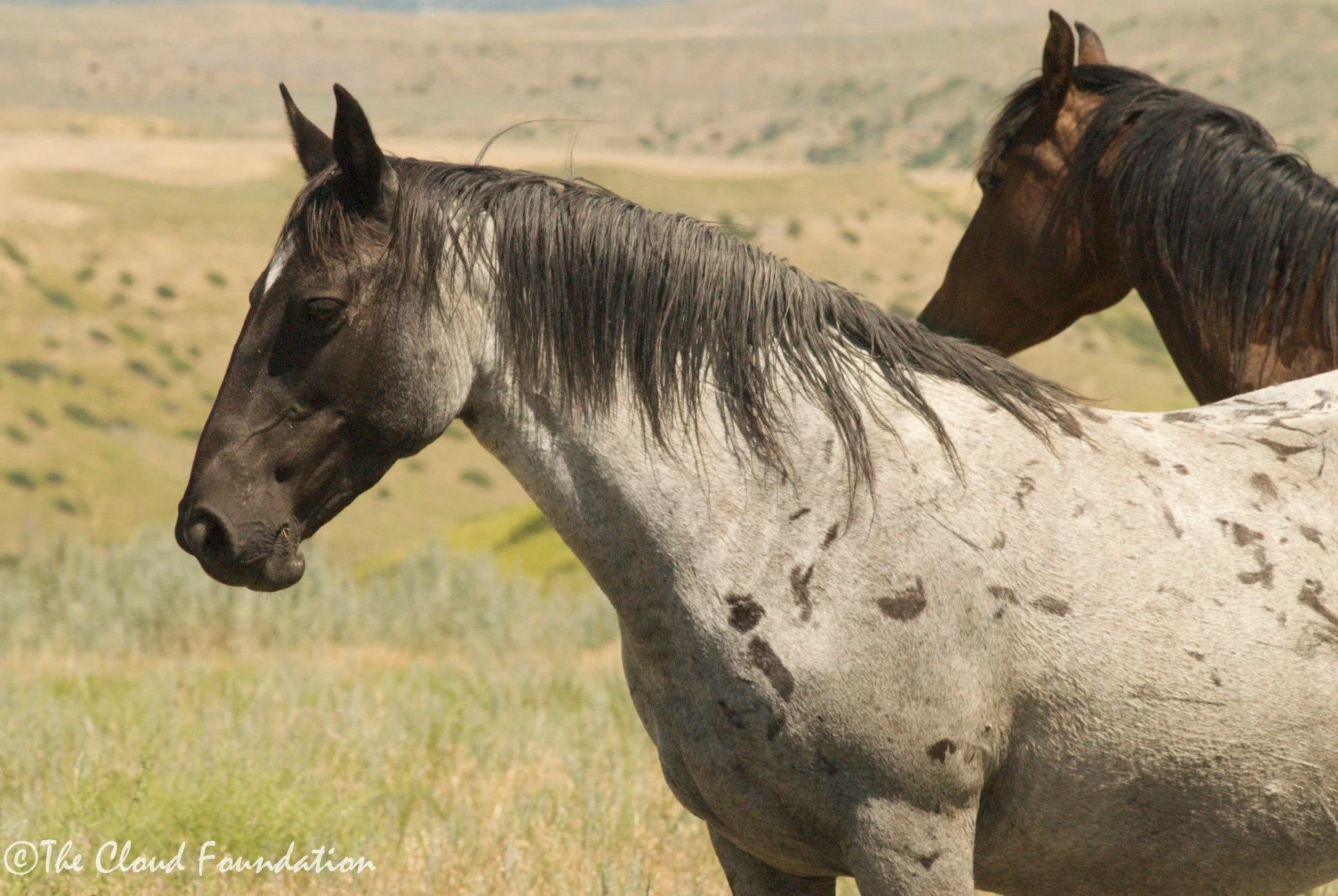 On Colorado Gives Day: A Tribute &amp; Updates from the Freedom Family