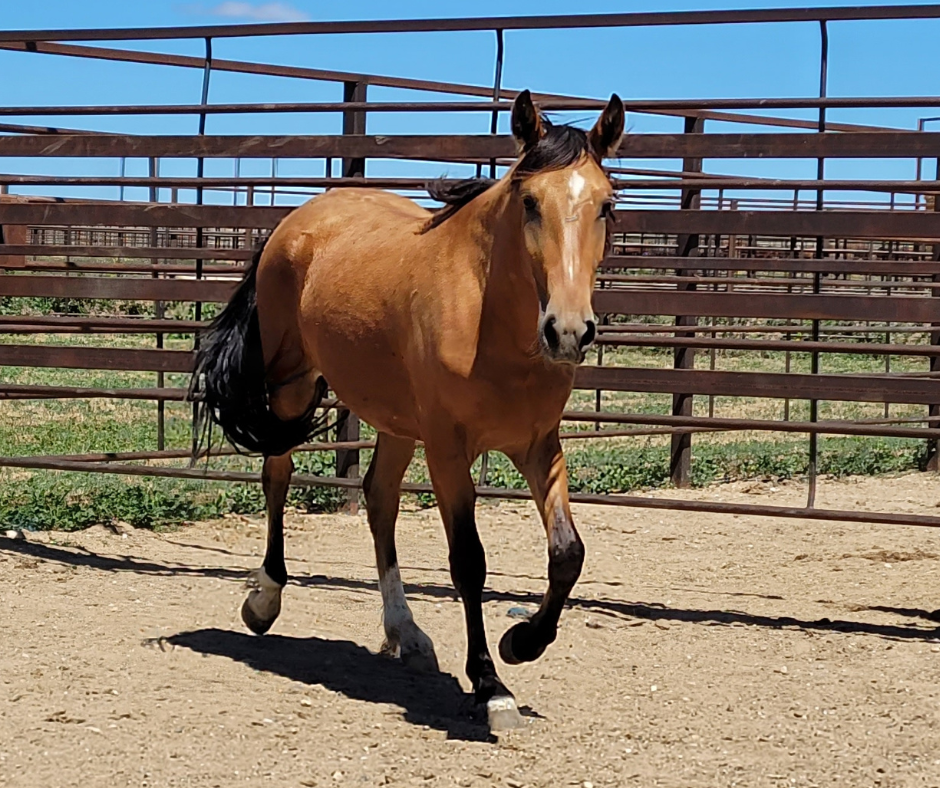BLM Expands Wild Horse Sales