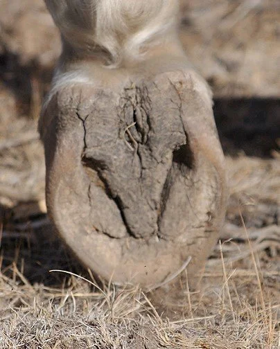 WHHoof_stock photo.jpg