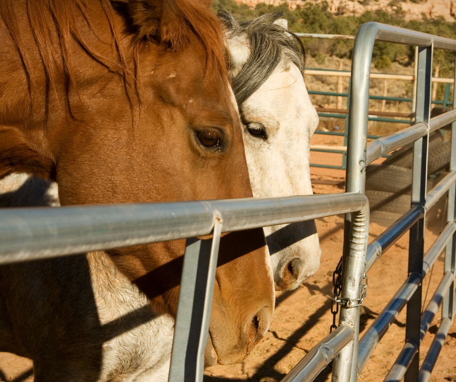 horse in corral.png