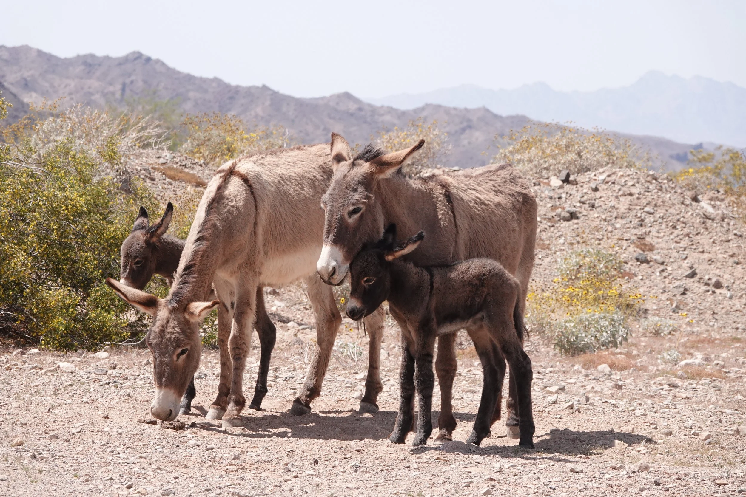 2 jennies babies SC03980.JPG