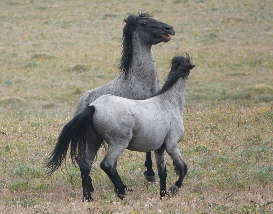 Bachelors movin more.jpg