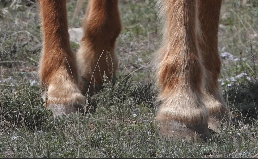 January is International Hoofcare Month!