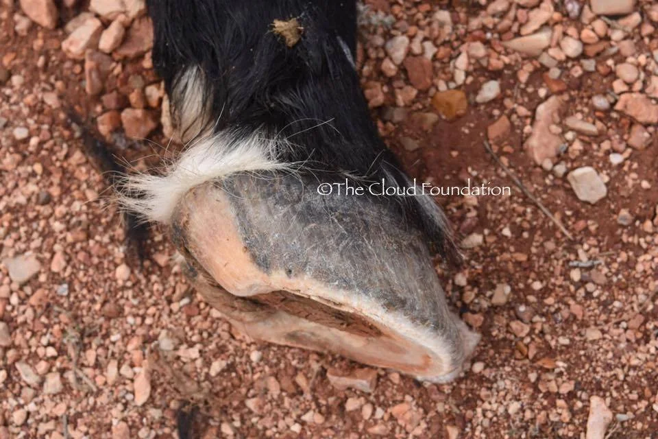 Hoof_1.jpg