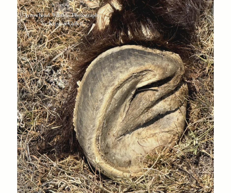 Gringo Hoof_KCollett (1).png