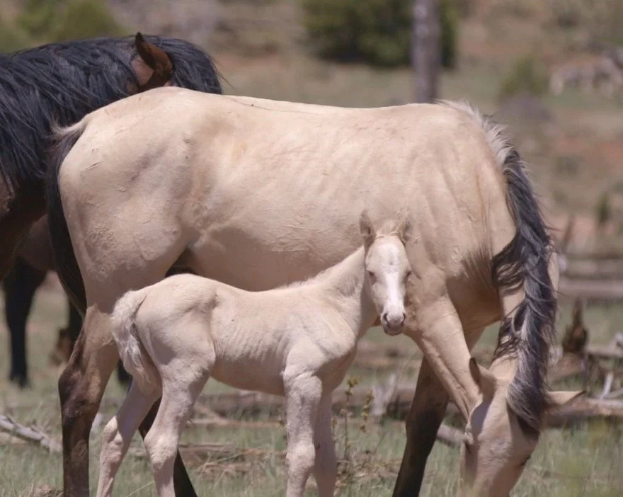 Nine Wild Horses Shot in Arizona’s Heber Wild Horse Territory — Investigation Underway