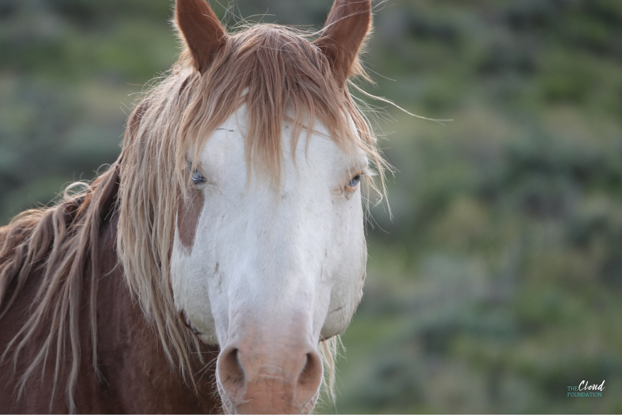 SAFE Act Left Out of Farm Bill Draft — Take Action Now