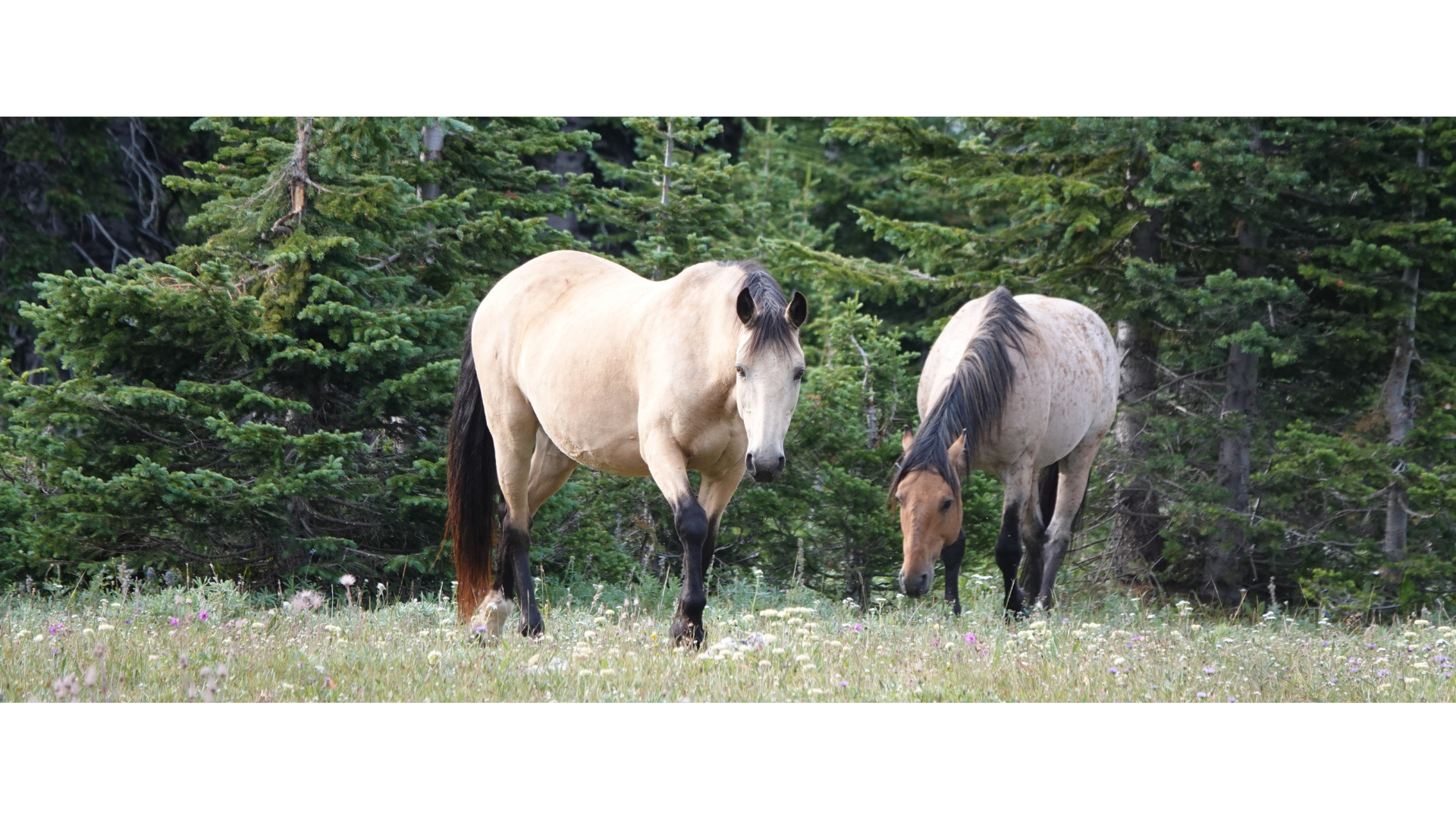 U.S. Forest Service Proposed Rule – Comment Deadline Today