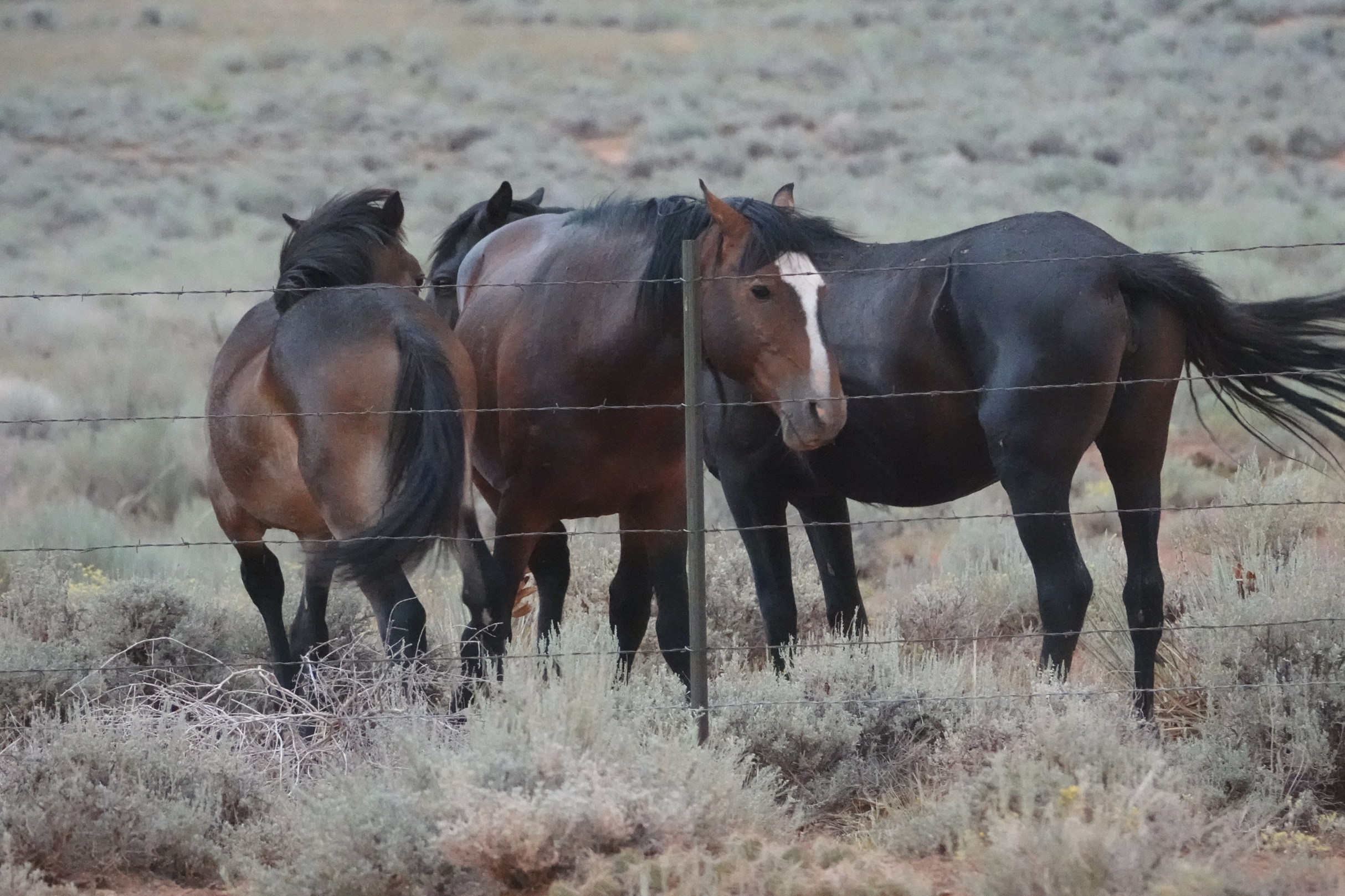 Jesse James Band_6.png