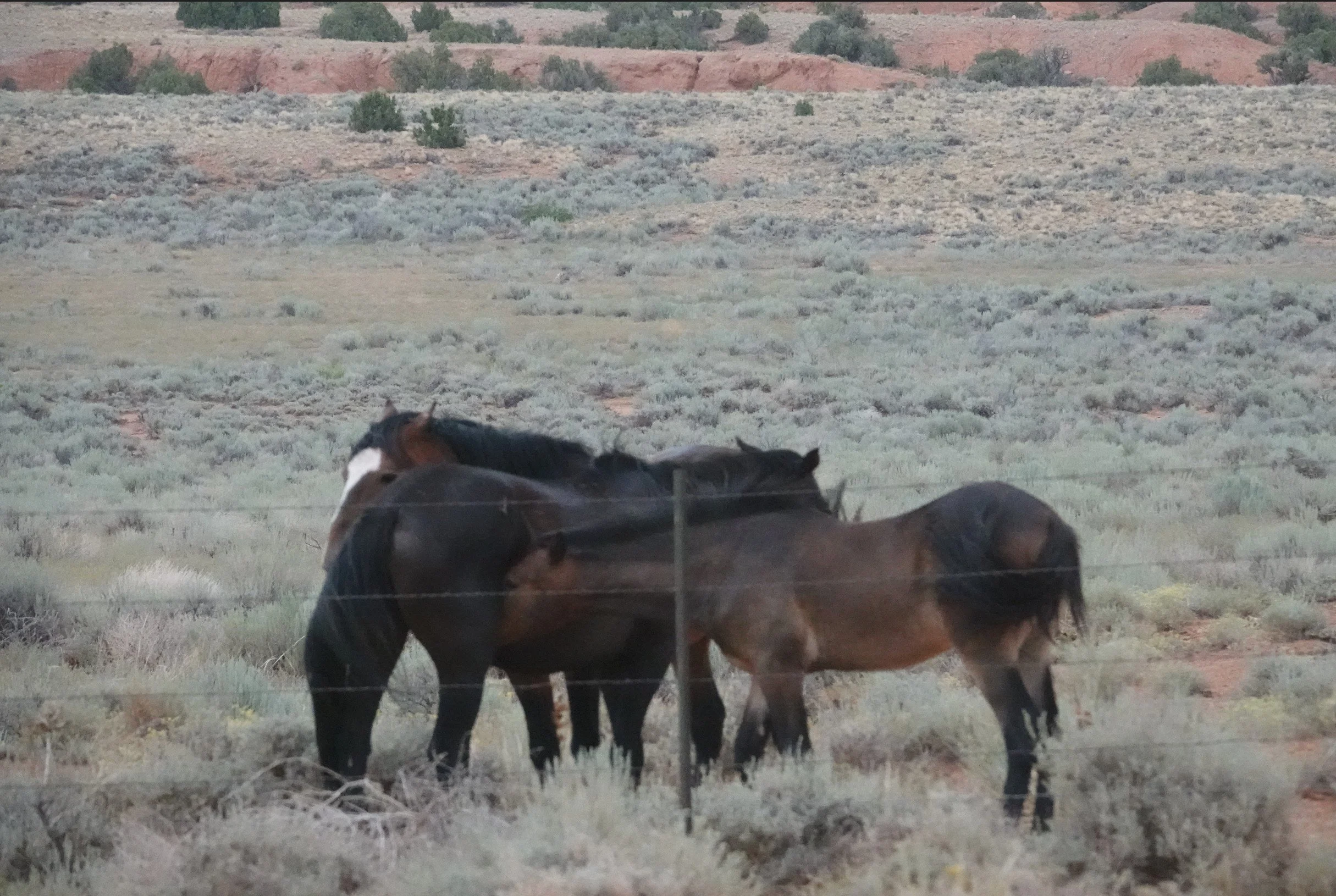 Jesse James Band_3.jpg