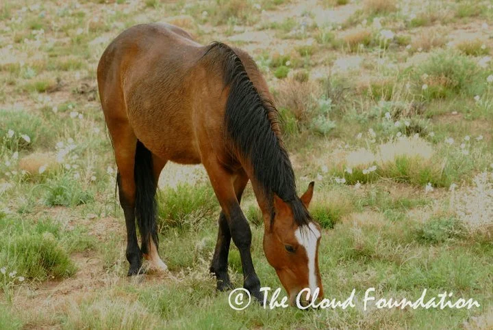 Jesse James_Forages.jpg