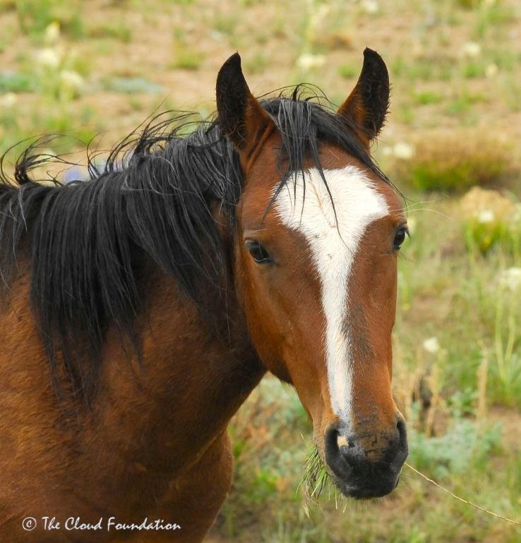 Jesse James_HS_2011.jpg