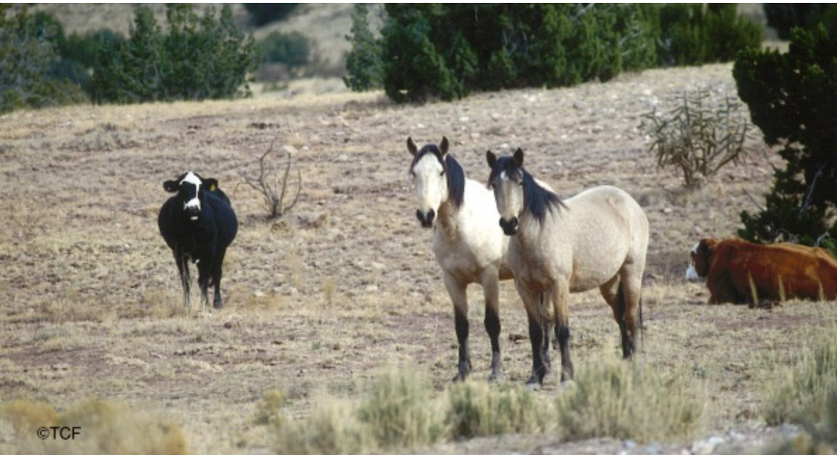 🐎 Muddy Creek Wild Horses Need Your Voice