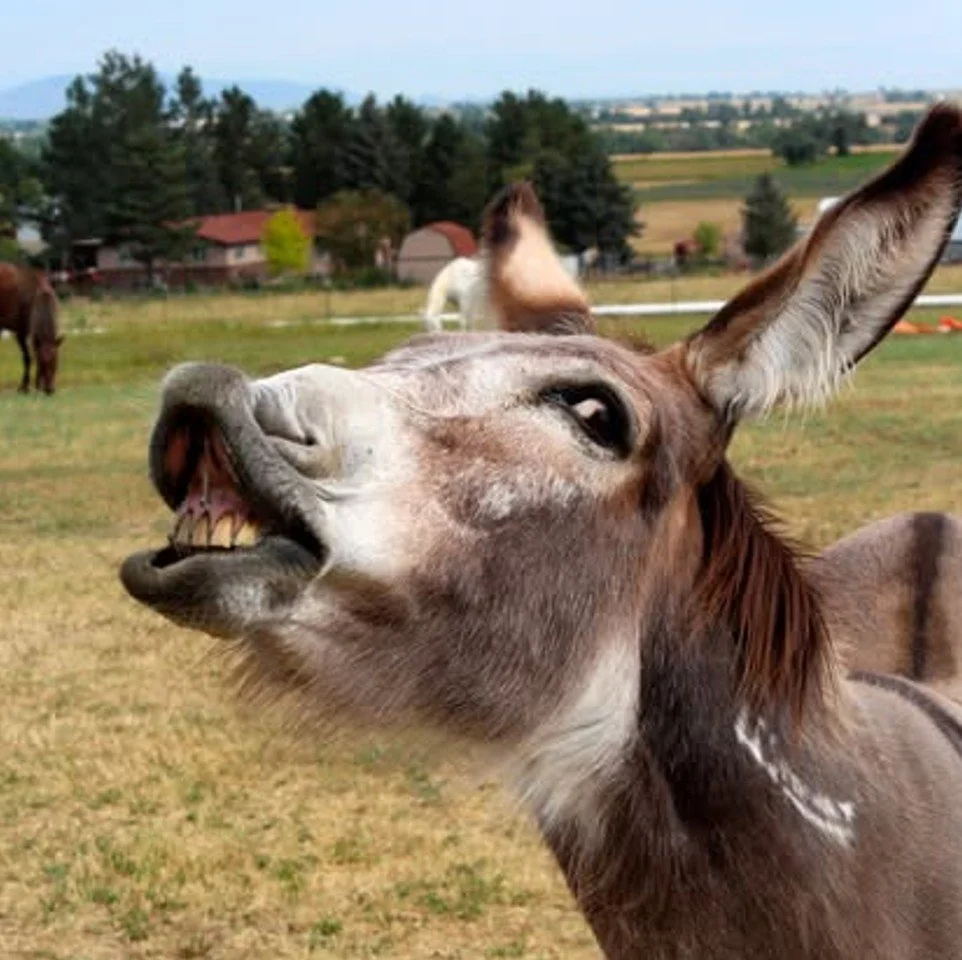May 8 is World "Burro" Day!