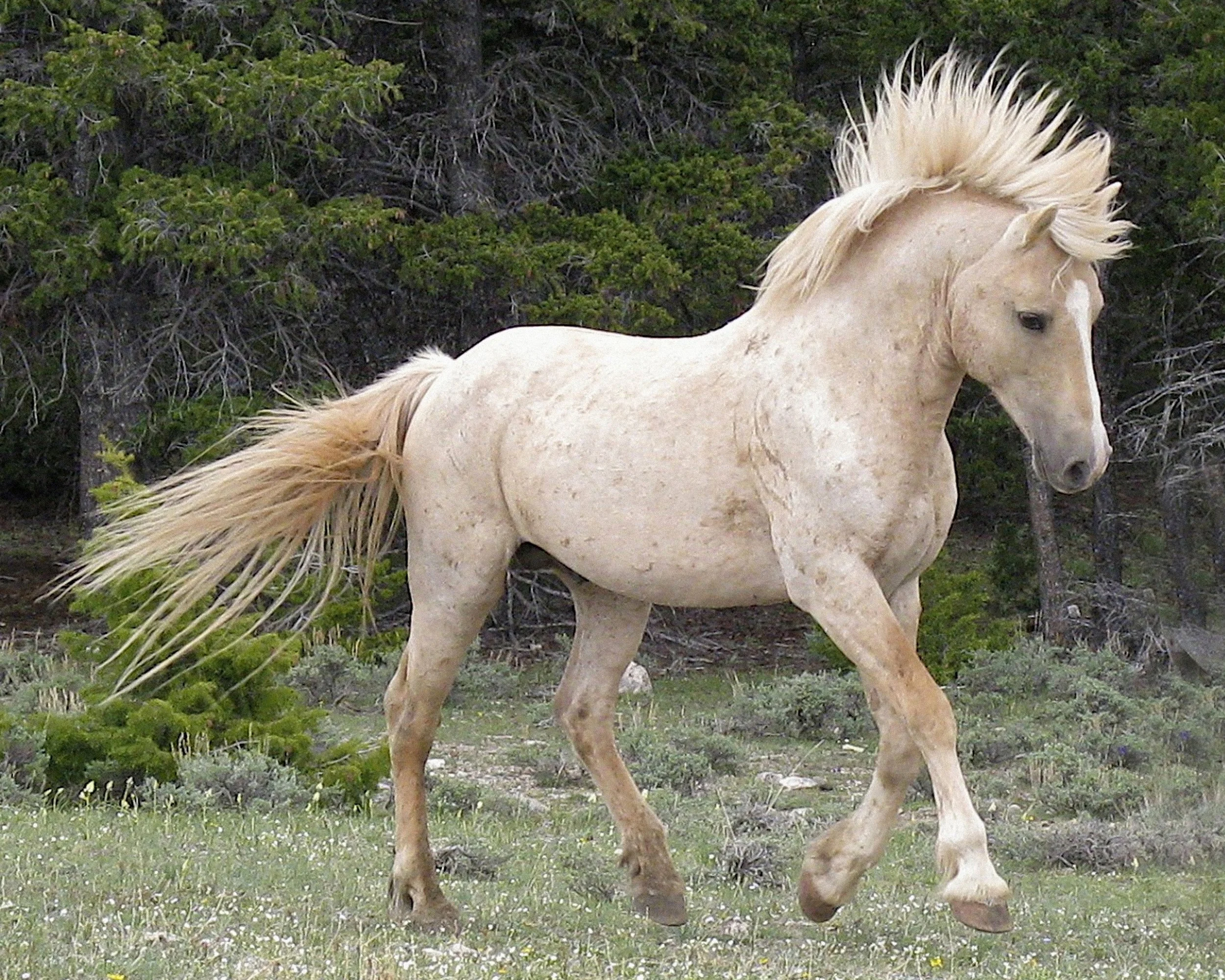 23a Prancing Cloud.jpg