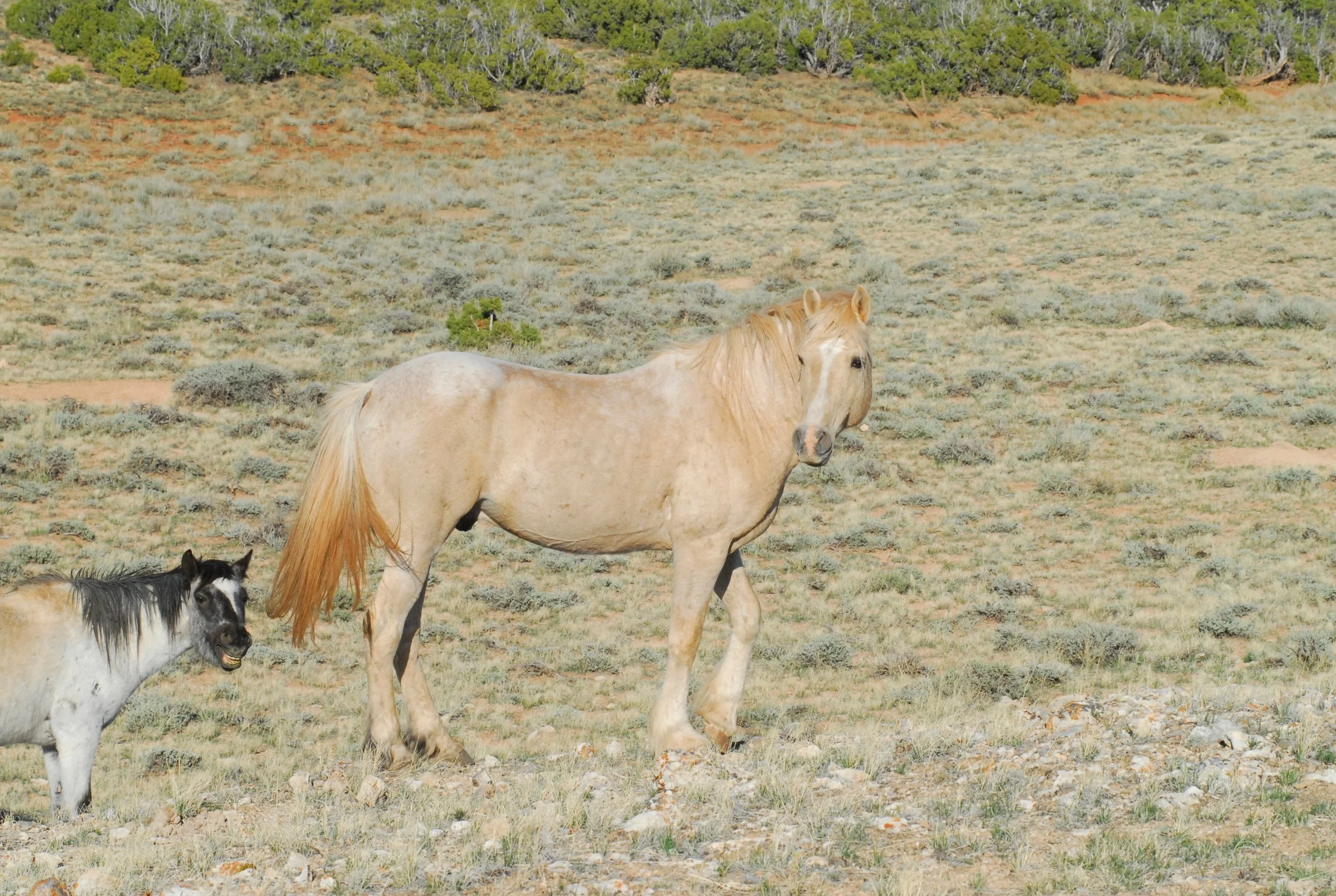 Pryors_4.2012 205.jpg