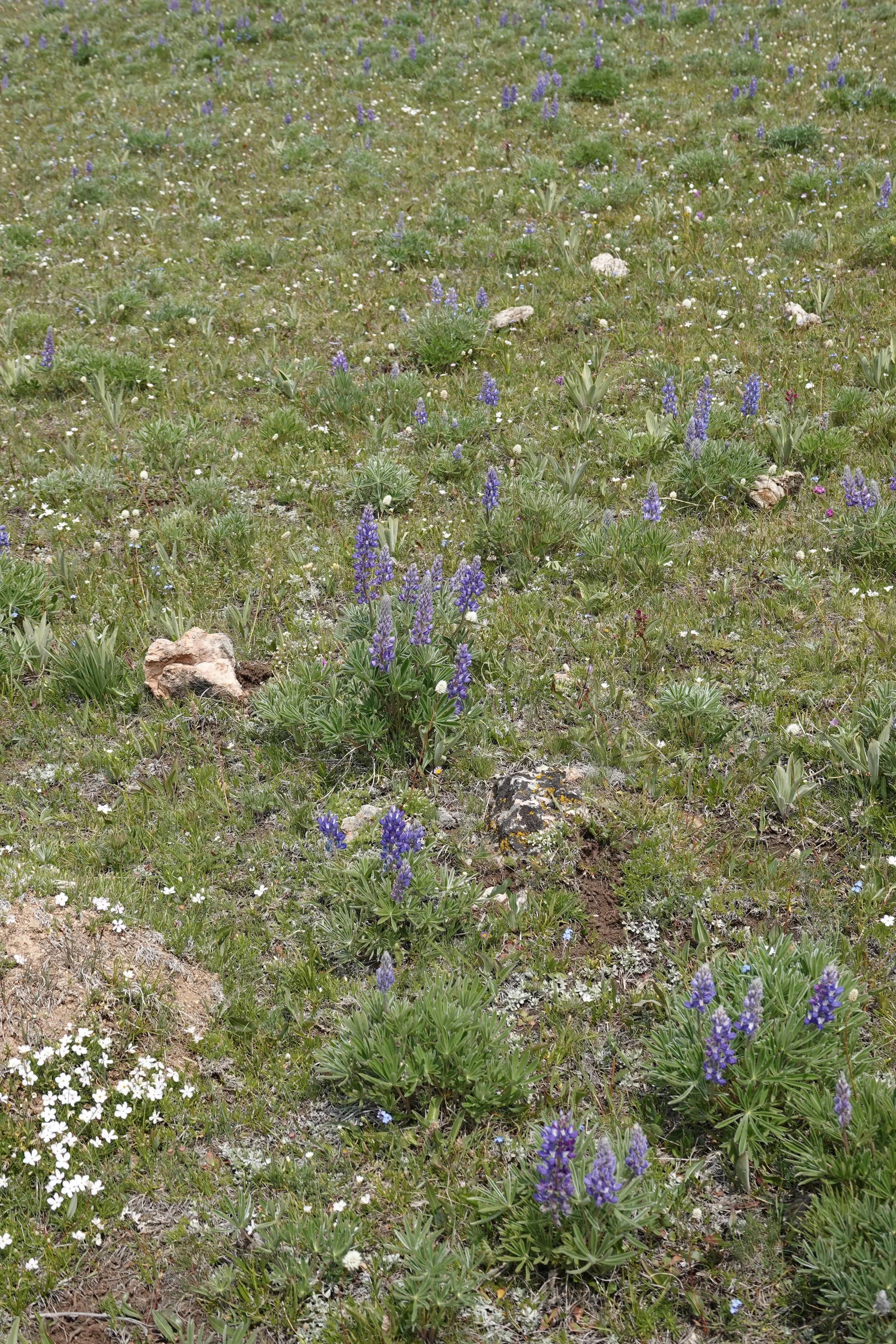 DSC00764.JPG