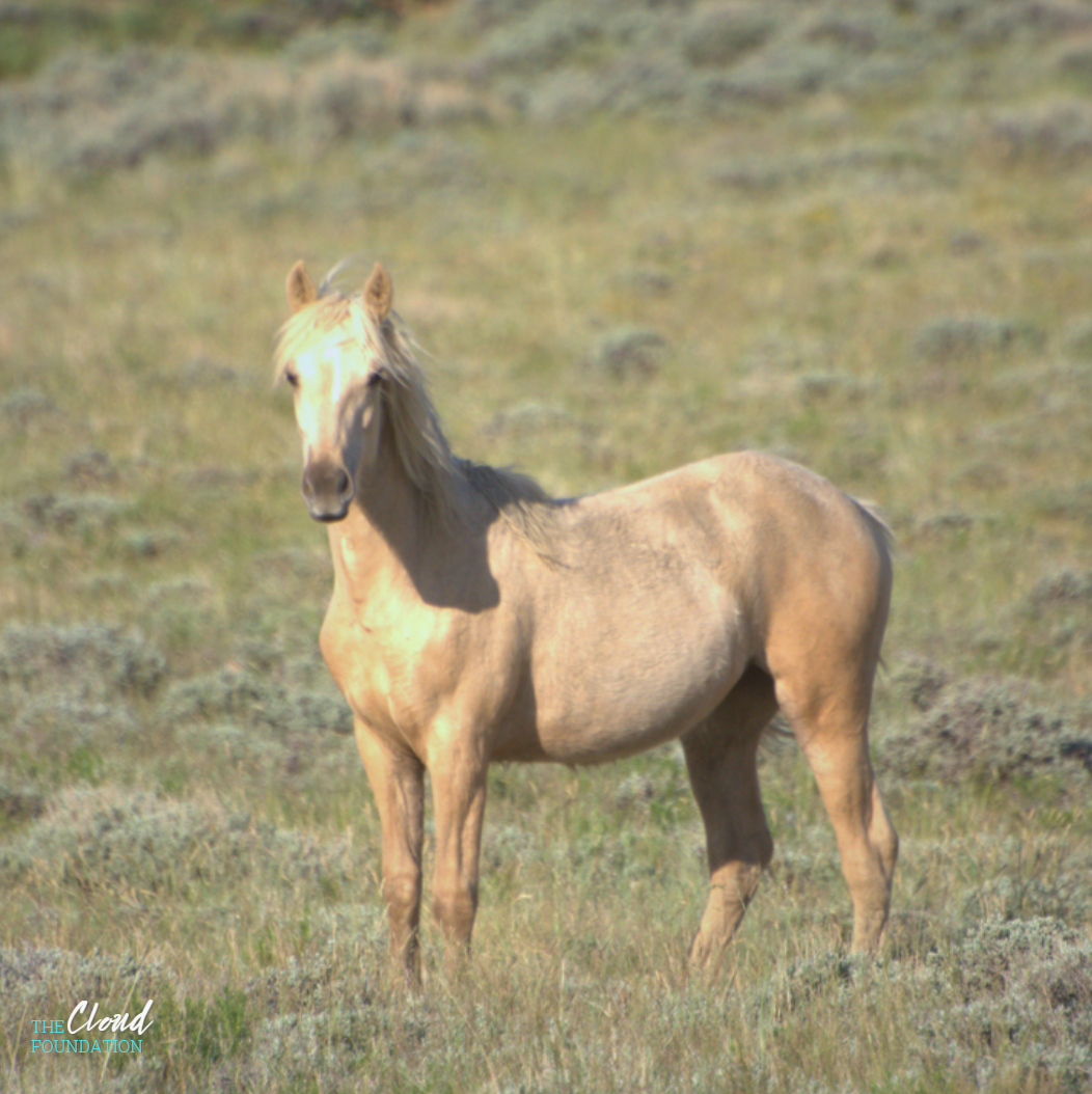 Red Desert Complex: Stop Sterilization &amp; Herd Reductions