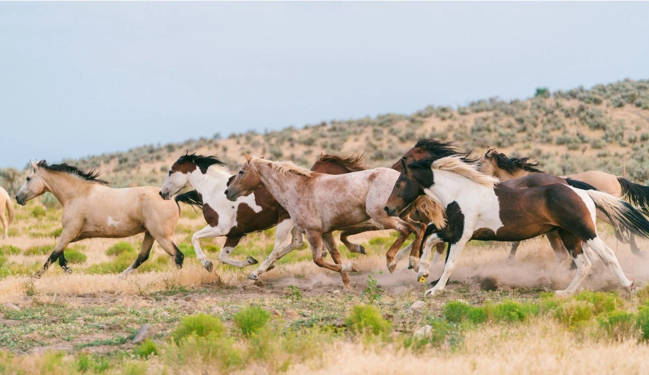 Oppose BLM's Final Push to Sacrifice Eagle Complex Wild Horses for Livestock
