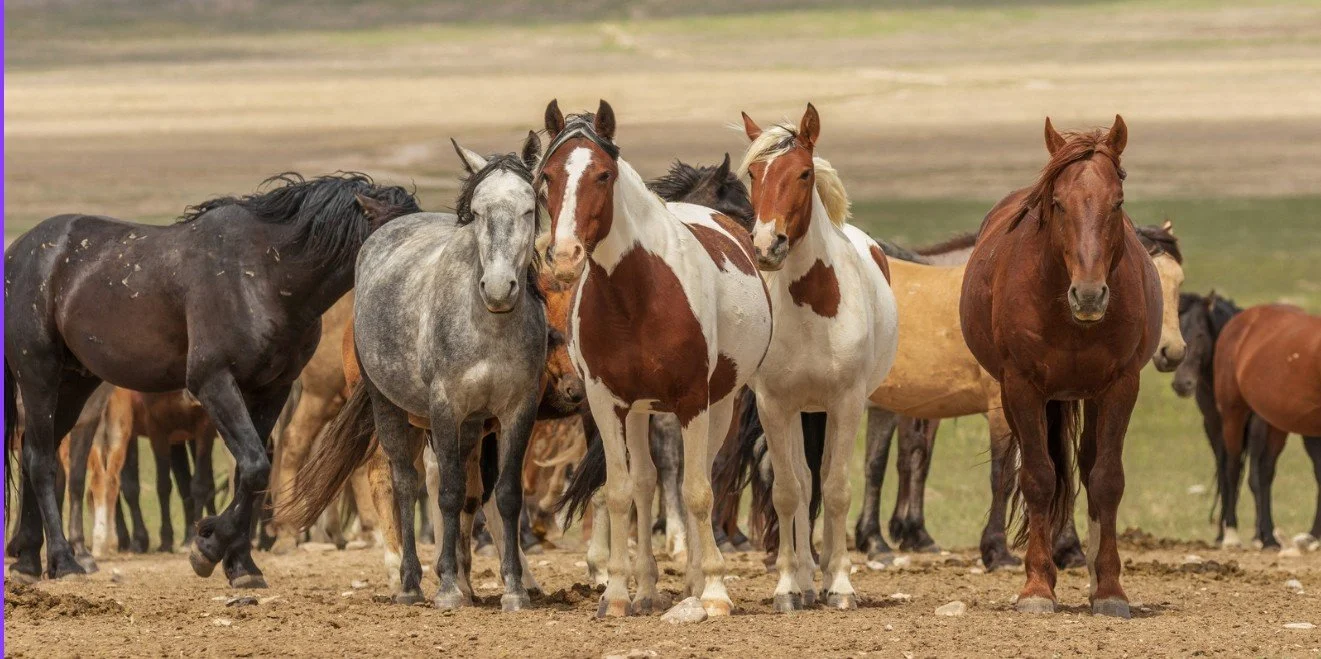 TAKE ACTION FOR MUDDY CREEK HERD - UT