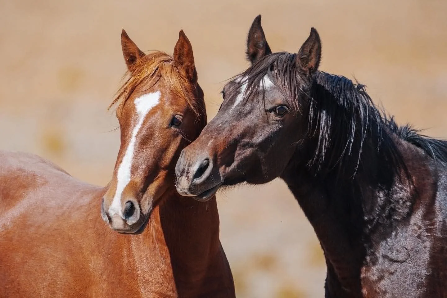 Utah's Range Creek Herd Needs YOUR Voice!