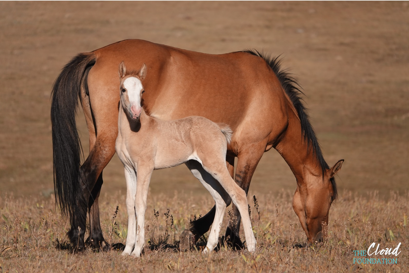 Pryor Horses on Roundup Schedule!