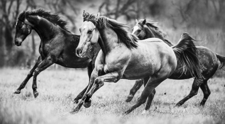 Pokegama Wild Horses Face Massive Removals and Sterilization