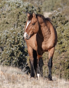 WY Lawmakers Consider Proposal to Allow Killing Wild Horses