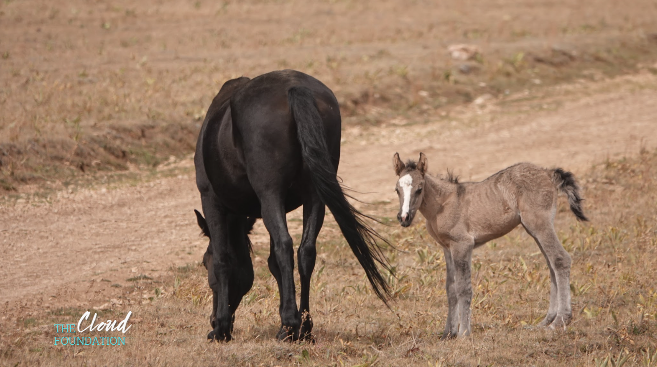 Black Pryor Mountain mare Petite Colour grazes beside her newborn grullo foal, Avalanche, on the range.