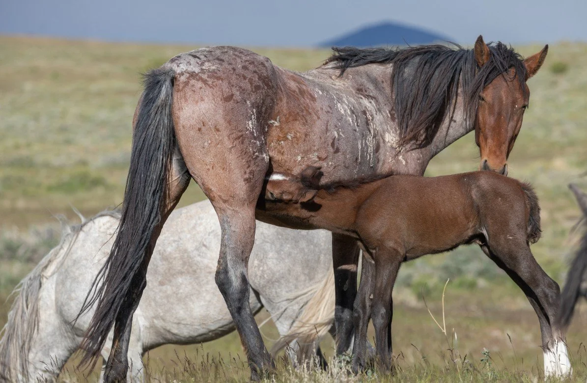Roan wild mare nursing a bay foal while another horse grazes nearby on open rangeland.