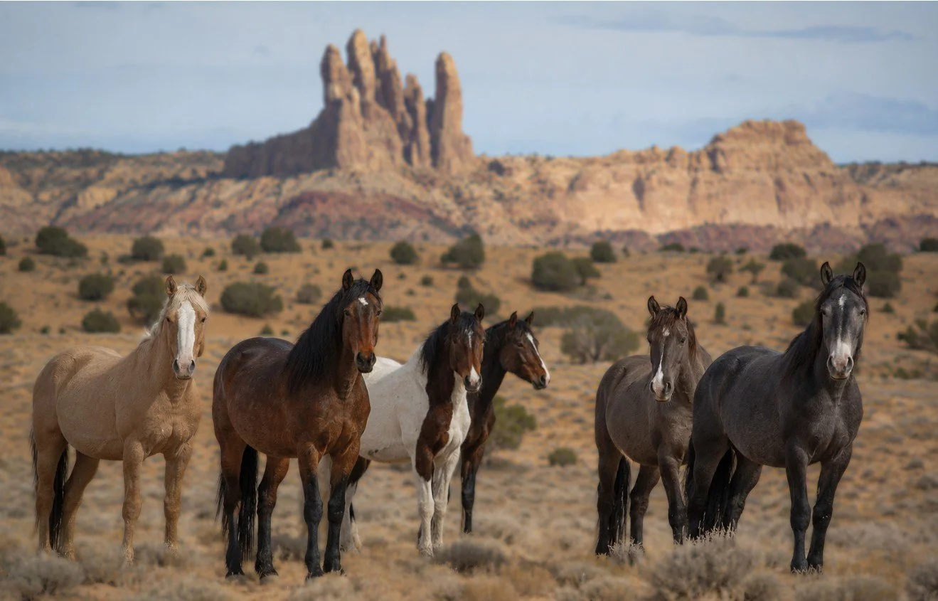 Wild horses in the Muddy Creek UT HMA with sandstone cliffs in the background